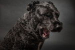 Photo Bouvier des Flandres