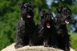 Photo Bouvier des Flandres
