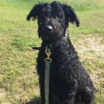 Un Bouvier des Flandres assis sur un terrain herbeux et qui est tenu en laisse 