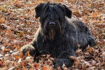 Un Bouvier des Flandres allongé sur un sol jonchés de feuilles mortes et portant un collier autour du cou