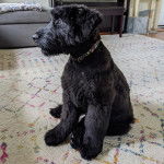 Un Bouvier des Flandres assis sur un tapis et portant un collier autour du cou
