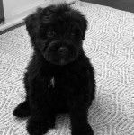 Un Bouvier des Flandres assis sur un tapis 
