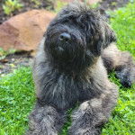 Un Bouvier des Flandres allongé sur un terrain herbeux 