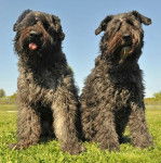 Deux Bouvier des Flandres assis sur une surface herbacée 
