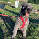 Un Bouvier des Flandres assis sur une surface herbacée et qui est tenu en laisse 