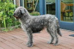 Un Bouvier des Flandres sur une terrasse 