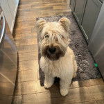 Un Bouvier des Flandres assis sur un tapis et regardant vers la caméra 