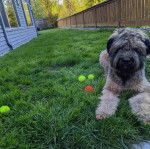 Un Bouvier des Flandres allongé sur une surface gazonnée 