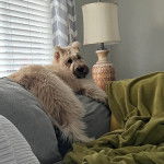 Un Bouvier des Flandres allongé sur un canapé 