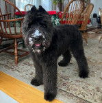 Un Bouvier des Flandres sur un tapis