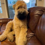 Un Bouvier des Flandres assis sur un canapé et semblant détendu 