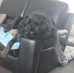 Un Bouvier des Flandres allongé sur un canapé 