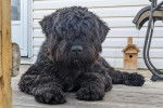 Un Bouvier des Flandres allongé sur une surface bétonnée et regardant vers la caméra 