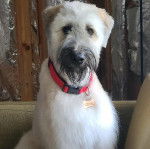Un Bouvier des Flandres sur un canapé et portant un collier autour du cou