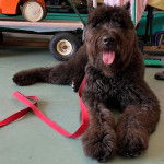 Un Bouvier des Flandres ayant la langue pendante et qui est tenu en laisse 