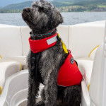 Un Bouvier des Flandres assis sur un bateau et portant un gilet de sauvetage 