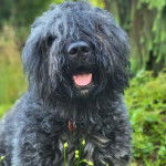 Un Bouvier des Flandres assis sur un terrain herbeux et portant un collier autour du cou