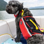 Un Bouvier des Flandres sur un bateau et portant un gilet de sauvetage 