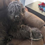 Un Bouvier des Flandres allongé sur un canapé 