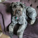 Un Bouvier des Flandres allongé sur un canapé et portant un collier autour du cou