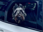 Un Bouvier des Flandres dans une voiture et regardant vers la caméra 