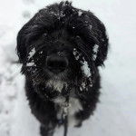 Un Bouvier des Flandres assis sur une surface enneigée et qui est tenu en laisse 