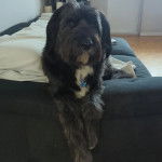 Un Bouvier des Flandres allongé sur un canapé et portant un collier autour du cou