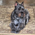 Un Bouvier des Flandres allongé sur un tapis et portant un collier autour du cou