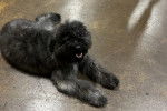 Un Bouvier des Flandres allongé sur une surface bétonnée et ayant la gueule ouverte 