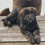 Un Bouvier des Flandres allongé sur un plancher et regardant vers la caméra 