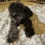 Un Bouvier des Flandres allongé sur une surface enneigée et tirant la langue 