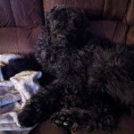 Un Bouvier des Flandres allongé sur un canapé 