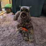 Un Bouvier des Flandres allongé sur un tapis 