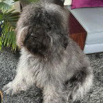 Un Bouvier des Flandres assis sur une moquette et semblant détendu