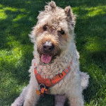 Un Bouvier des Flandres tirant la langue et portant un harnais