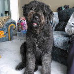 Un Bouvier des Flandres assis sur une moquette et semblant détendu