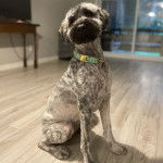 Un Bouvier des Flandres assis sur un plancher et portant un collier autour du cou
