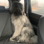Un Bouvier des Flandres assis dans une voiture et semblant détendu 