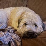 Un Bouvier des Flandres allongé sur un canapé et semblant détendu  