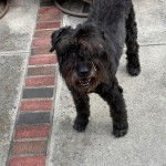 Un Bouvier des Flandres sur une surface bétonnée et semblant détendu