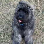 Un Bouvier des Flandres assis sur une surface herbacée et portant un collier autour du cou