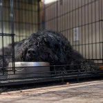 Un Bouvier des Flandres allongé dans une cage
