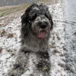 Un Bouvier des Flandres allongé sur une surface enneigée et ayant la langue pendante 