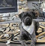 Un Bouvier des Flandres allongé sur un tapis et portant un foulard autour du cou