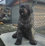Un Bouvier des Flandres assis et semblant détendu 
