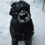 Un Bouvier des Flandres assis sur une surface enneigée 