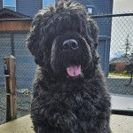 Un Bouvier des Flandres assis et tirant la langue 