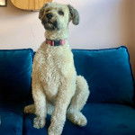 Un Bouvier des Flandres assis sur un canapé et portant un collier autour du cou