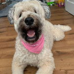 Un Bouvier des Flandres allongé sur un plancher et portant un foulard autour du cou
