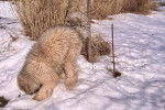 Un Bouvier des Flandres sur une surface enneigée et reniflant la neige